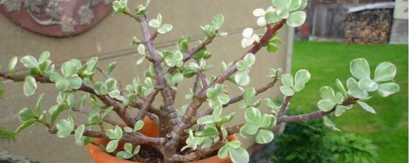 雅乐之舞如何养出粉色