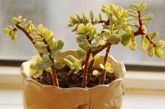 雅乐之舞如何养出粉色