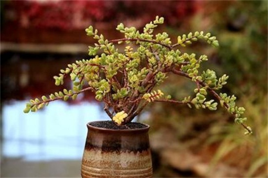 雅乐之舞如何养出粉色