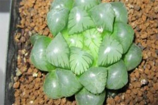 冰灯玉露徒长了如何办，给足阳光控制水肥量