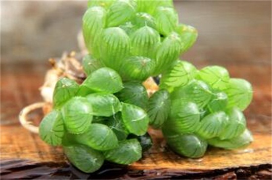 冰灯玉露徒长了如何办，给足阳光控制水肥量