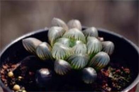 冰灯玉露徒长了如何办，给足阳光控制水肥量