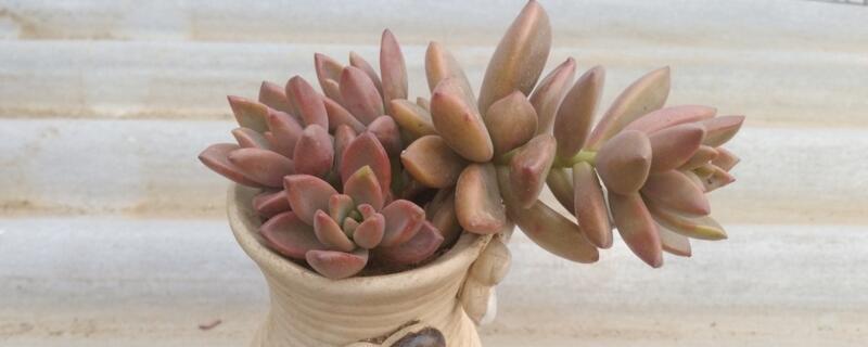 多肉植物如何浇水