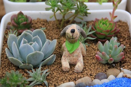 多肉植物如何浇水