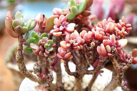 多肉植物如何浇水