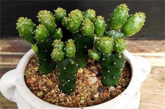 姬珊瑚如何修剪