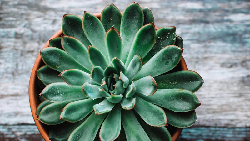 多肉植物如何养