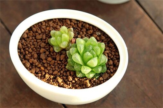 多肉植物如何养