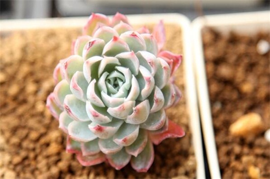 多肉植物如何养