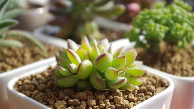 多肉种植办法