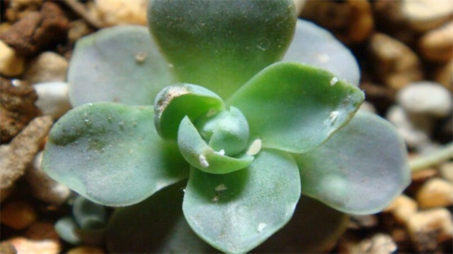 多肉生白色虫子如何办