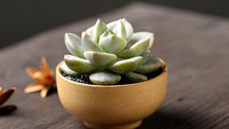 多肉最简单的配土办法