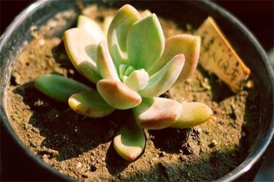 多肉最简单的配土办法