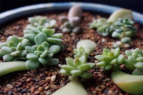 多肉最简单的配土办法