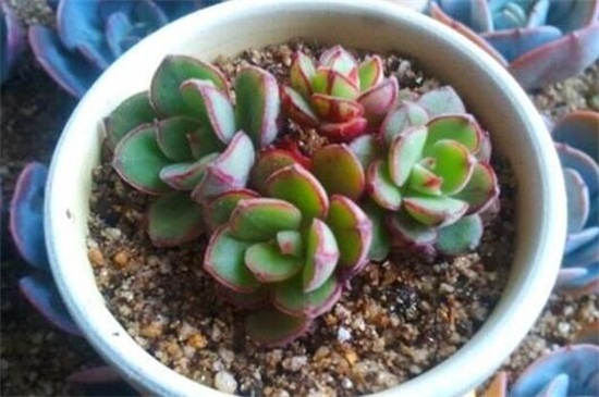 多肉最简单的配土办法