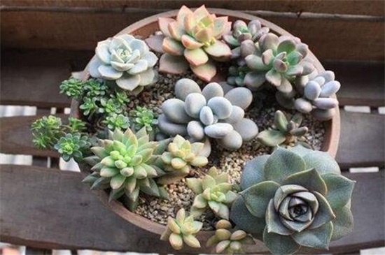 多肉最简单的配土办法