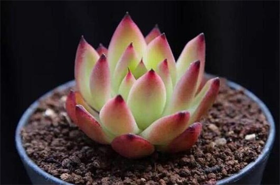 多肉最简单的配土办法