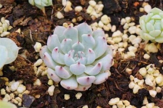 多肉最简单的配土办法