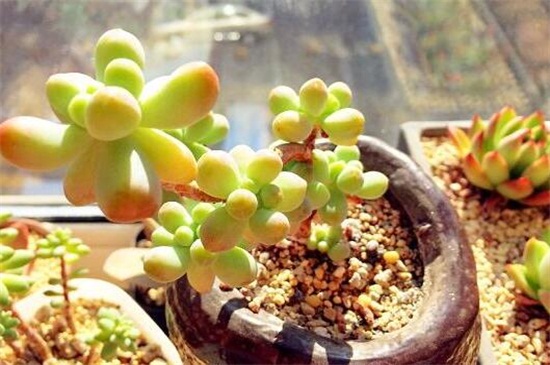 多肉最简单的配土办法