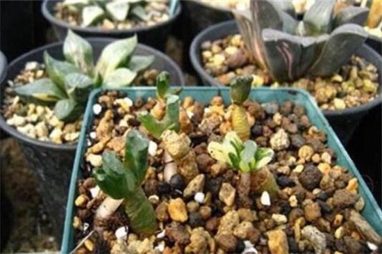 多肉最简单的配土办法