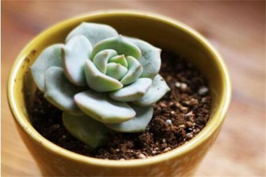 多肉如何移植