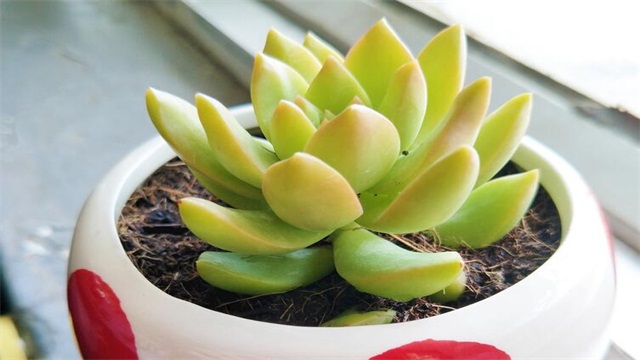 多肉的养殖办法