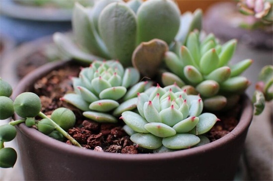 多肉的养殖办法