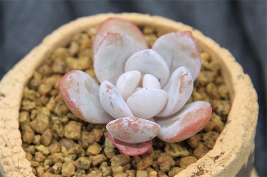 多肉的养殖办法