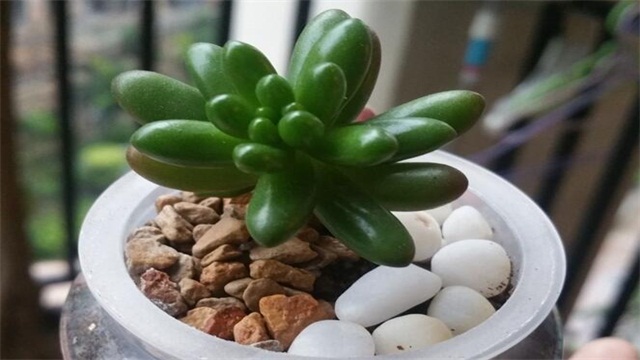 多肉叶片如何种