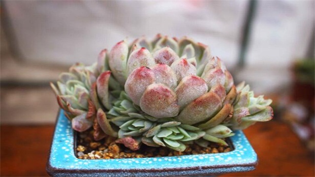 多肉土如何配制