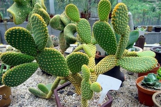 多肉植物有哪些种类，盘点8种不同种类的多肉