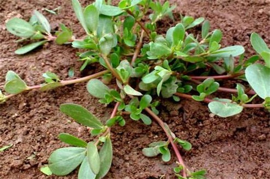 多肉植物有哪些种类，盘点8种不同种类的多肉