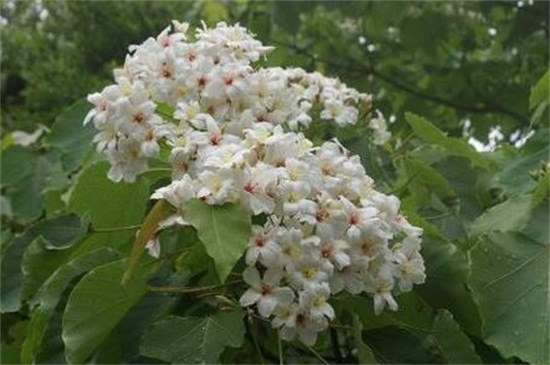 多肉植物有哪些种类，盘点8种不同种类的多肉