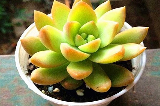 多肉植物有哪些种类，盘点8种不同种类的多肉