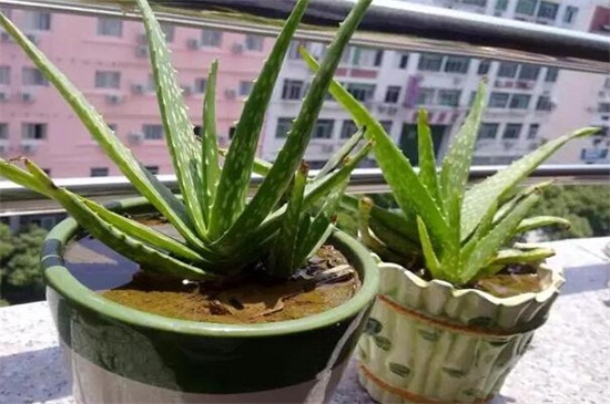 多肉植物有哪些种类，盘点8种不同种类的多肉