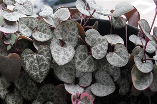 多肉植物有哪些种类，盘点8种不同种类的多肉