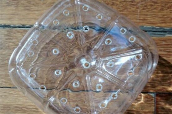 玉露种子的种植办法，5个步骤简单种活玉露