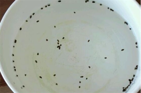 玉露种子的种植办法，5个步骤简单种活玉露