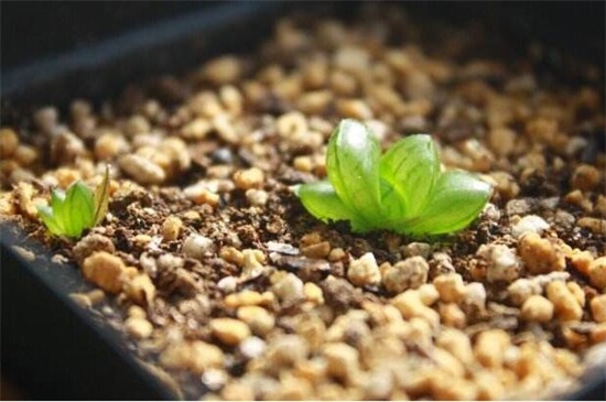 玉露种子的种植办法，5个步骤简单种活玉露
