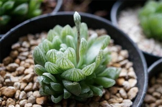 玉露种子的种植办法，5个步骤简单种活玉露