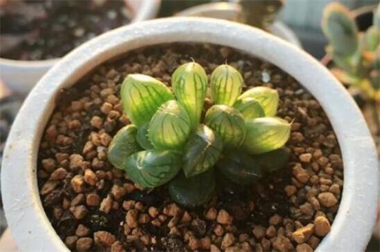 玉露种子的种植办法，5个步骤简单种活玉露