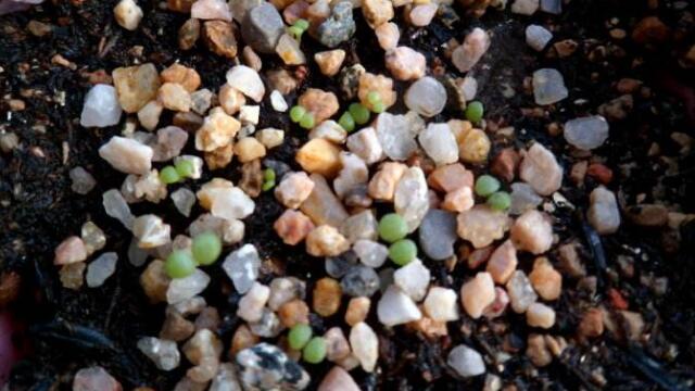 多肉植物如何繁殖