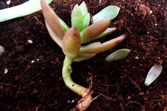 多肉植物如何繁殖
