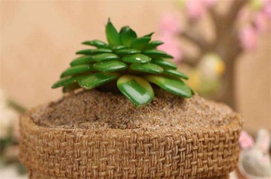 多肉植物多久浇一次水