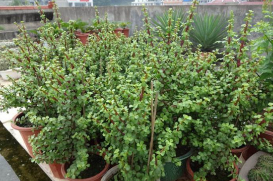 马齿苋树如何养才开花，掌握5个要点让其花开满盆