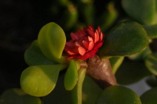 马齿苋树如何养才开花，掌握5个要点让其花开满盆