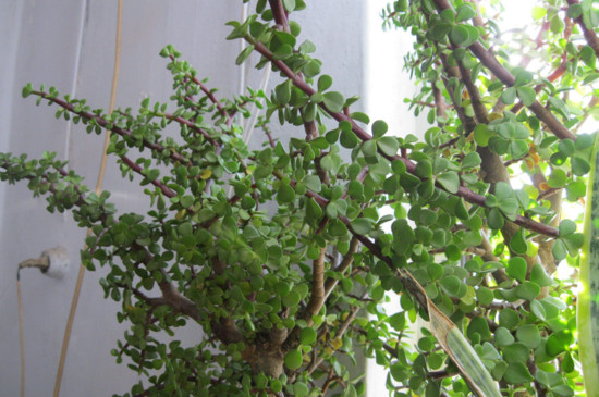 马齿苋树如何养才开花，掌握5个要点让其花开满盆