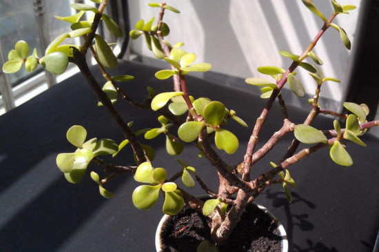 马齿苋树如何养才开花，掌握5个要点让其花开满盆