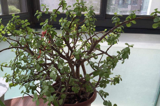 马齿苋树如何养才开花，掌握5个要点让其花开满盆