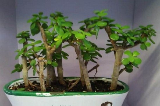 马齿苋树如何养才开花，掌握5个要点让其花开满盆